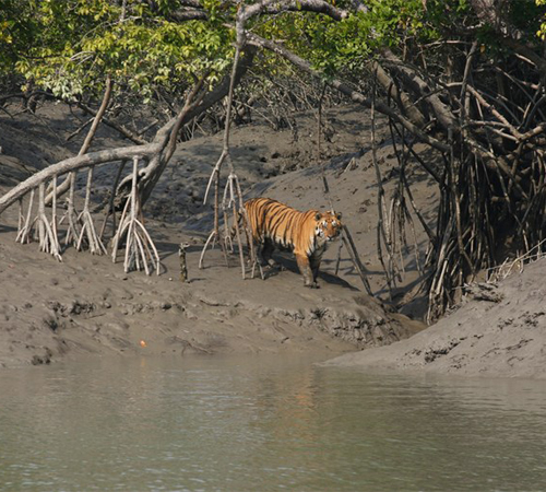 Sundarban Tour